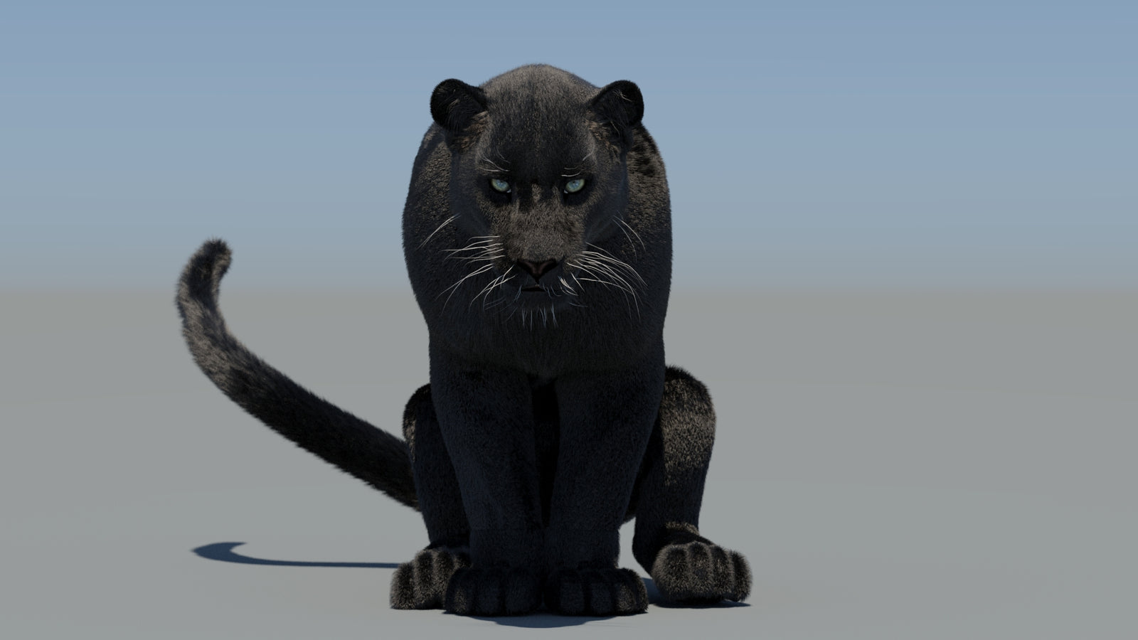 Animated Black Panther 3D Model Fur 360° view 6 frame 33