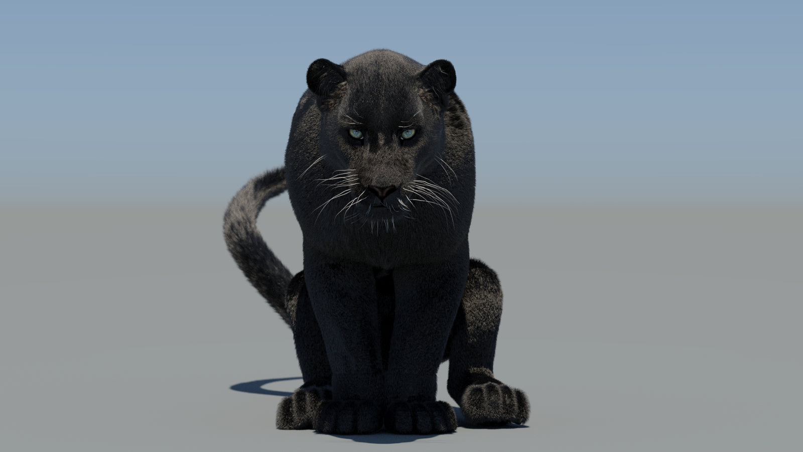 Animated Black Panther 3D Model Fur 360° view 6 frame 34