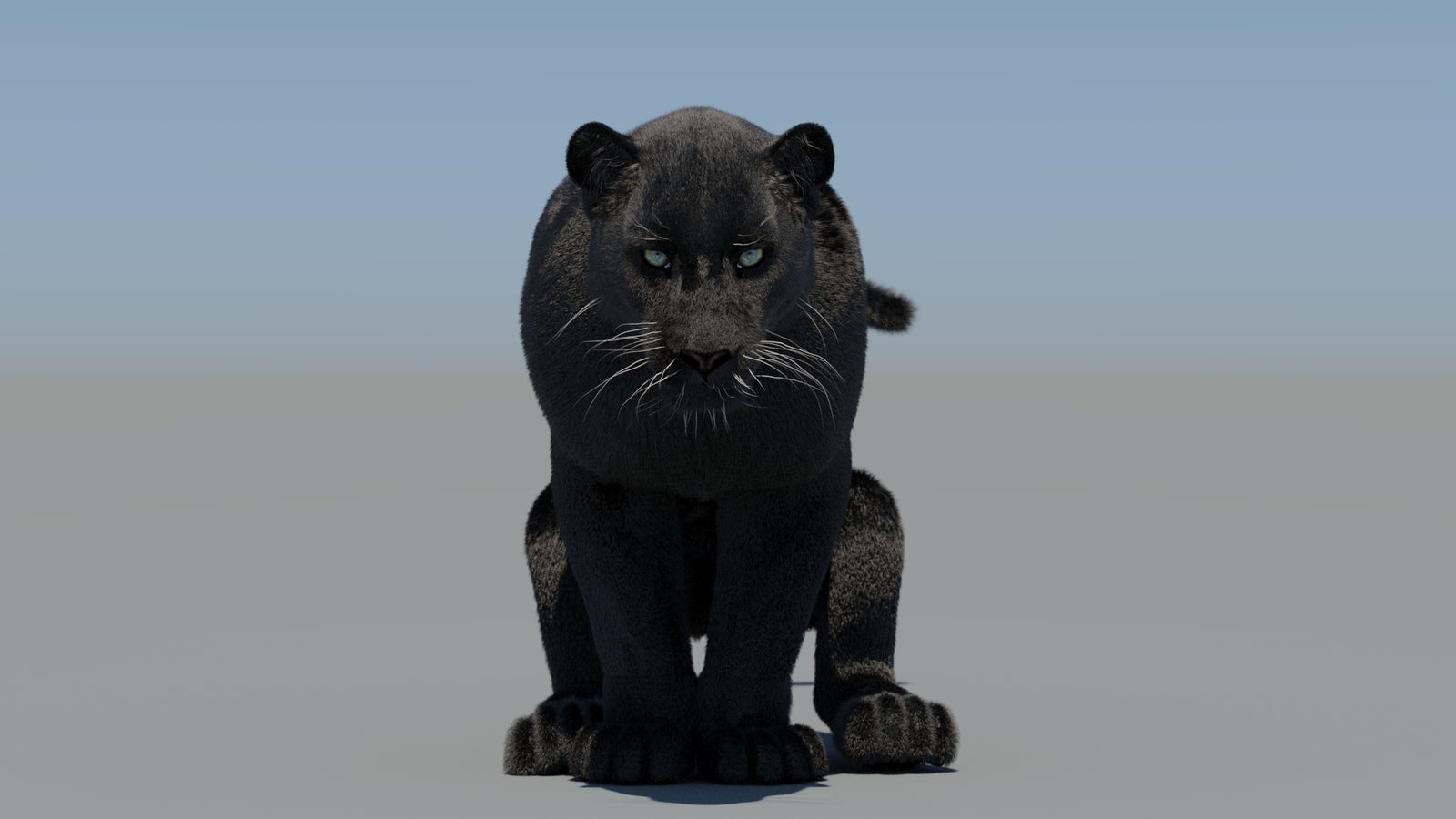 Animated Black Panther 3D Model Fur 360° view 6 frame 36