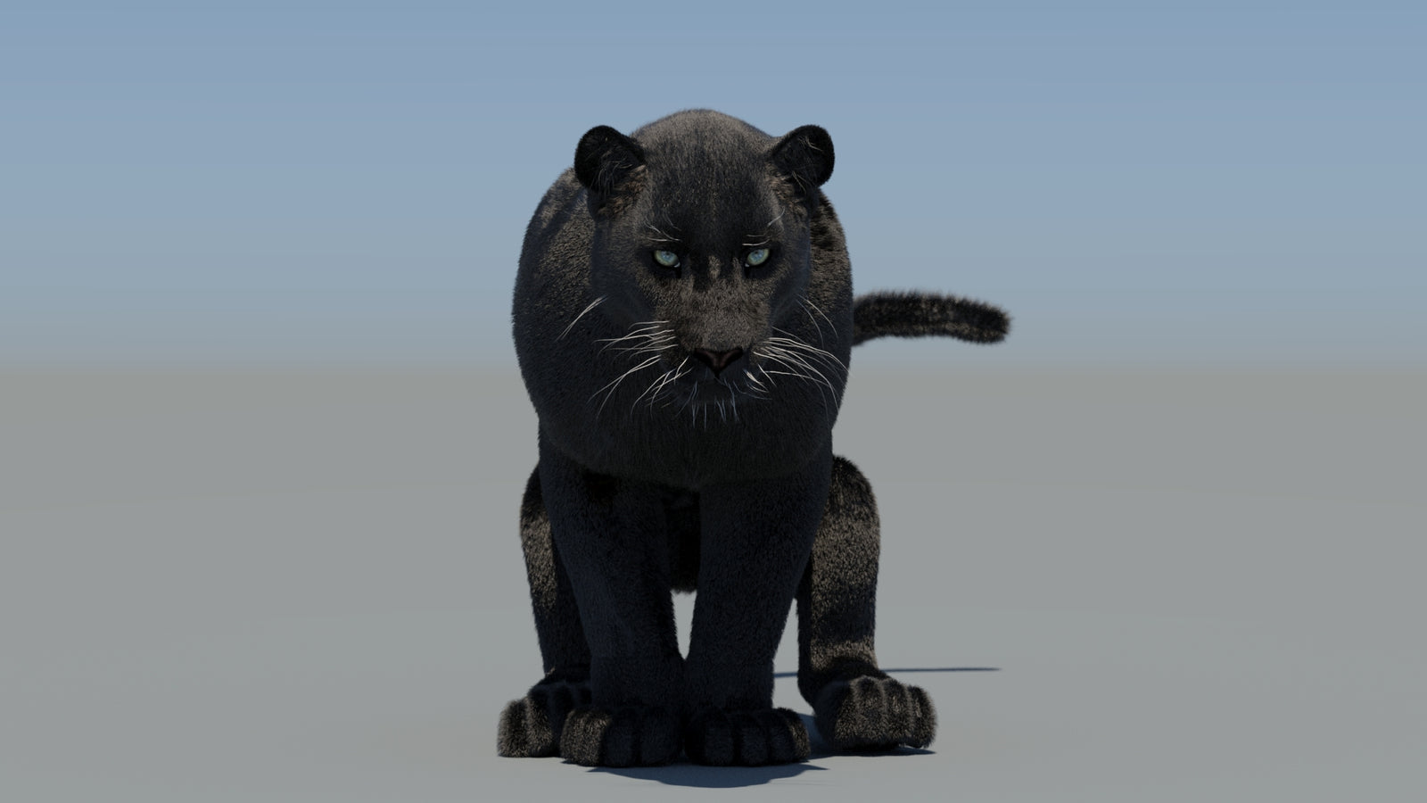 Animated Black Panther 3D Model Fur 360° view 6 frame 38
