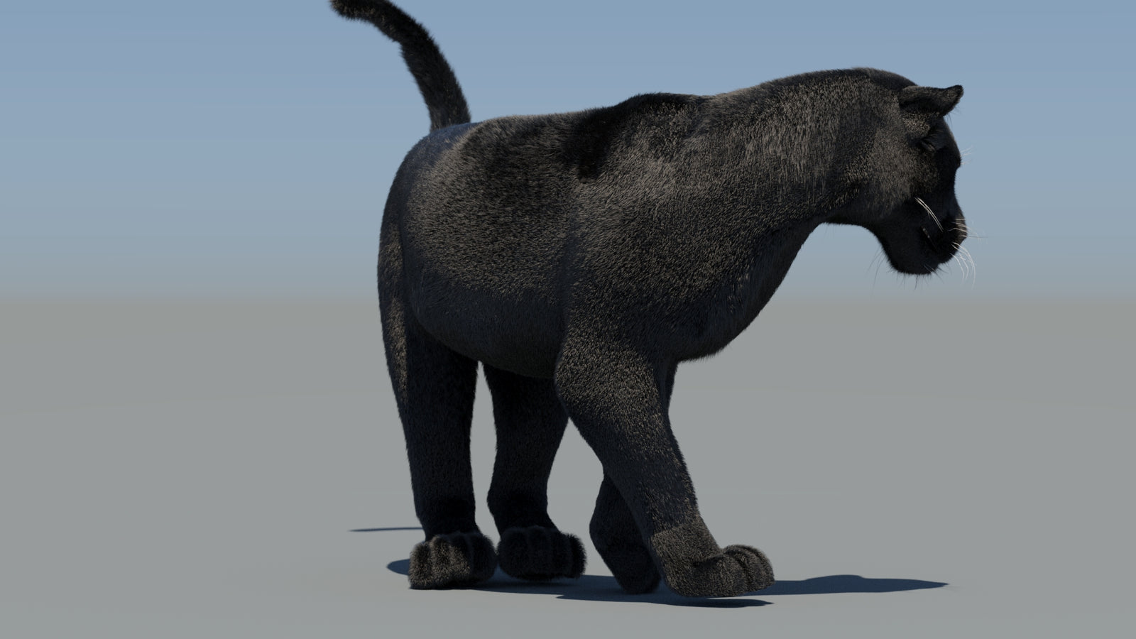 Animated Black Panther 3D Model Fur 360° view 6 frame 48