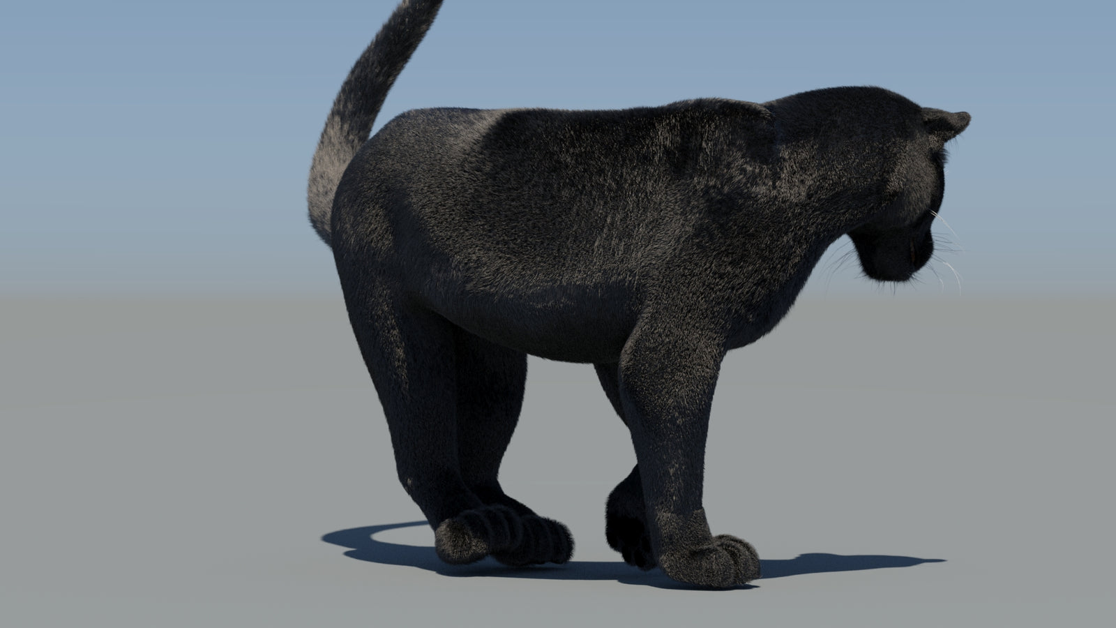 Animated Black Panther 3D Model Fur 360° view 6 frame 51