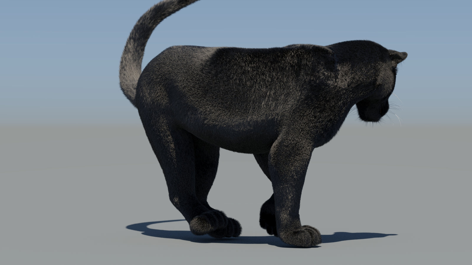 Animated Black Panther 3D Model Fur 360° view 6 frame 52
