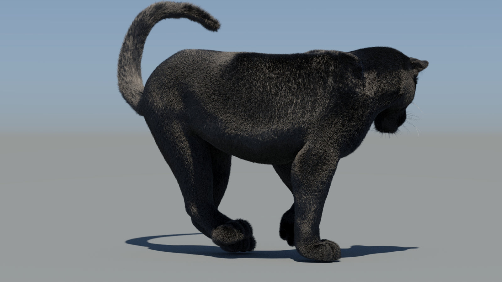 Animated Black Panther 3D Model Fur 360° view 6 frame 53