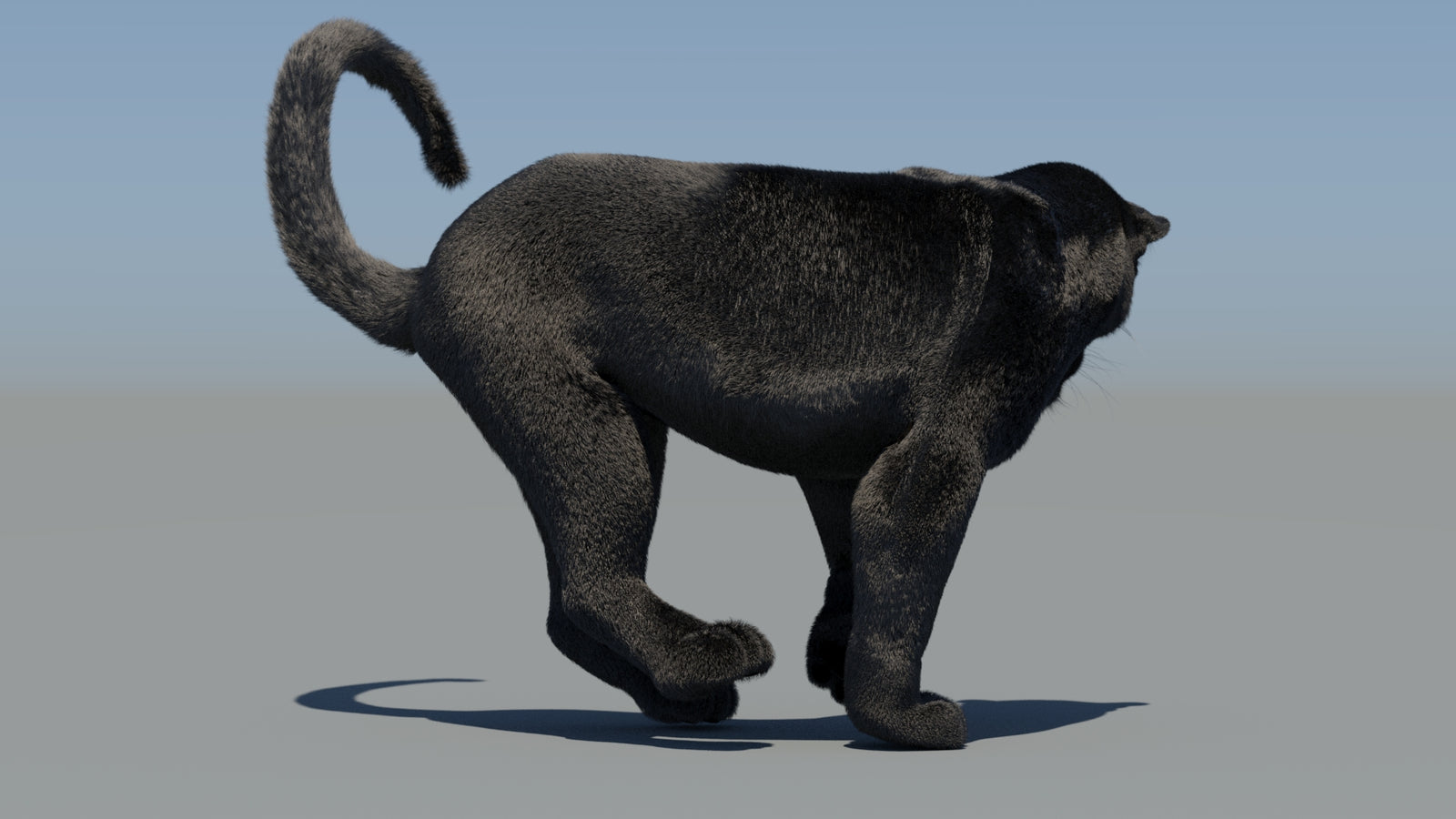 Animated Black Panther 3D Model Fur 360° view 6 frame 56