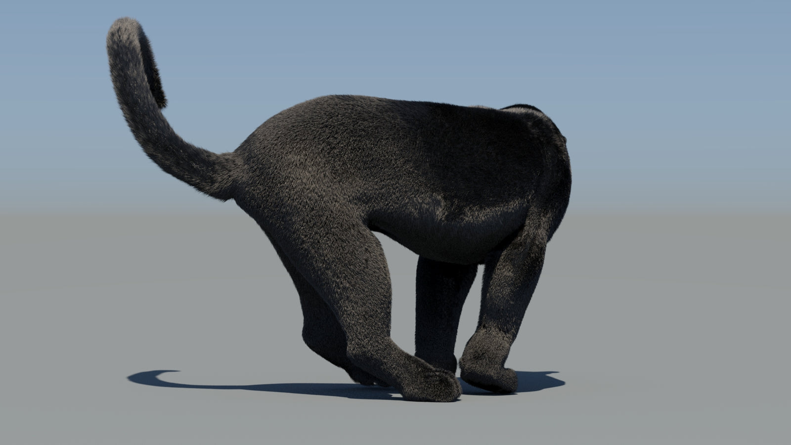 Animated Black Panther 3D Model Fur 360° view 6 frame 60