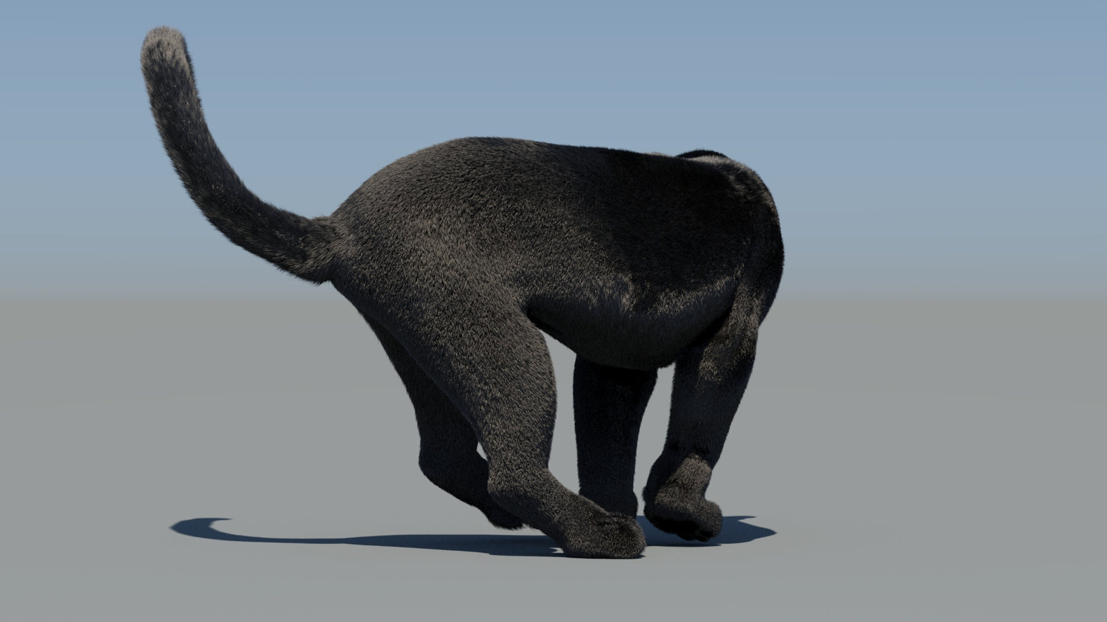 Animated Black Panther 3D Model Fur 360° view 6 frame 61