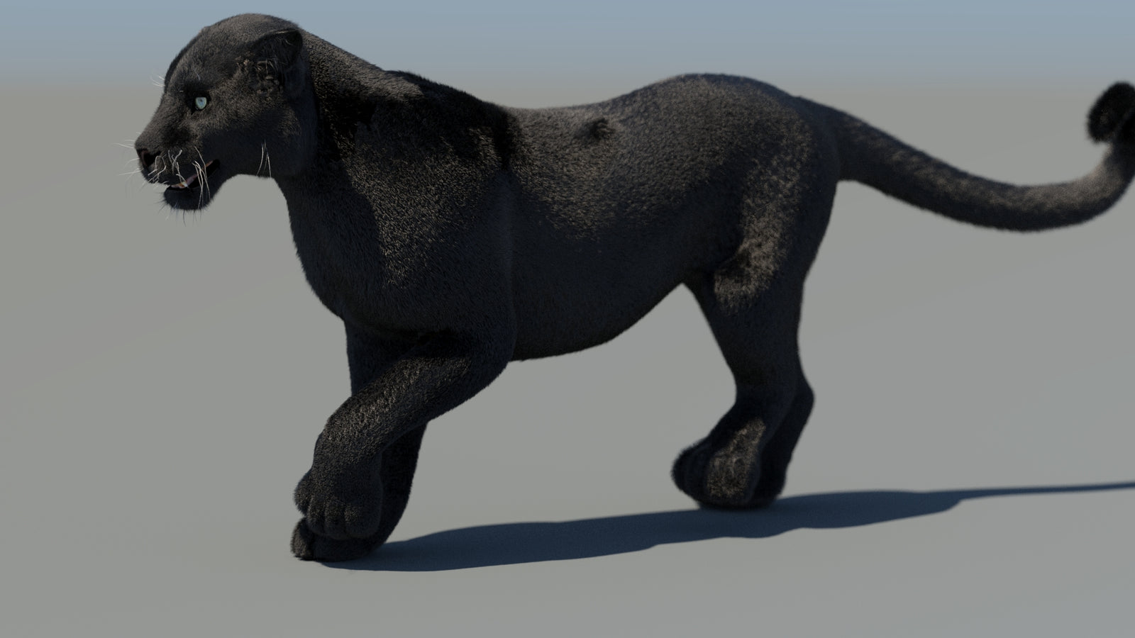 Animated Black Panther 3D Model Fur 360° view 4 frame 14