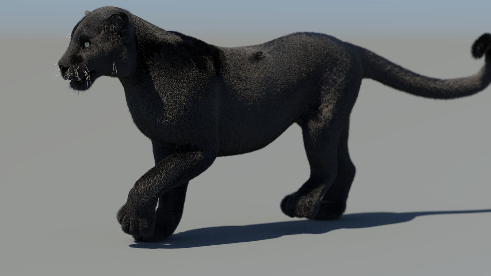 Animated Black Panther 3D Model Fur 360° view 4 frame 15