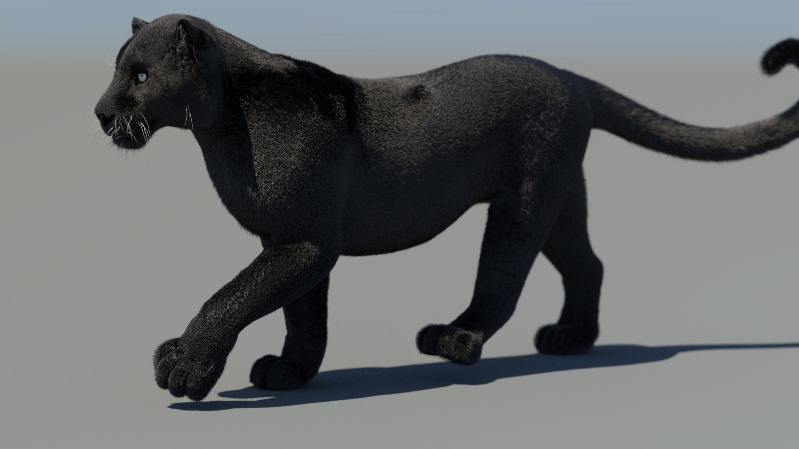 Animated Black Panther 3D Model Fur 360° view 4 frame 18