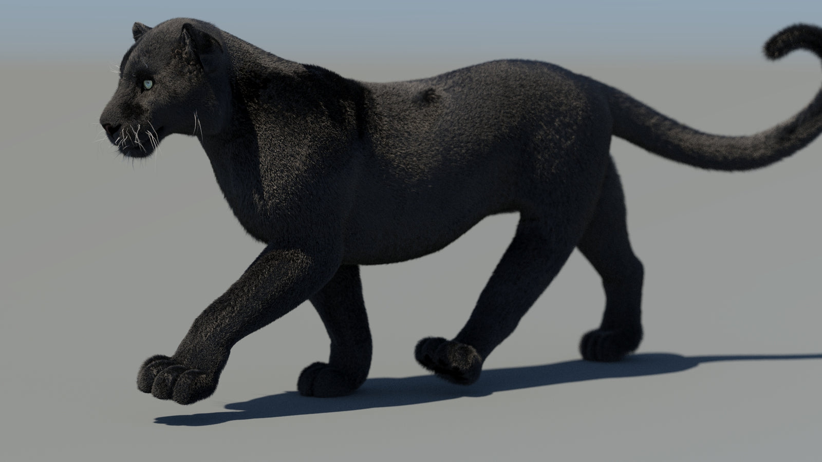 Animated Black Panther 3D Model Fur 360° view 4 frame 21