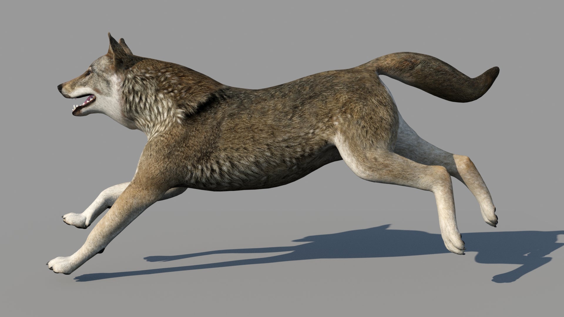 Red Wolf 3D Model Animated - 360 Degree View