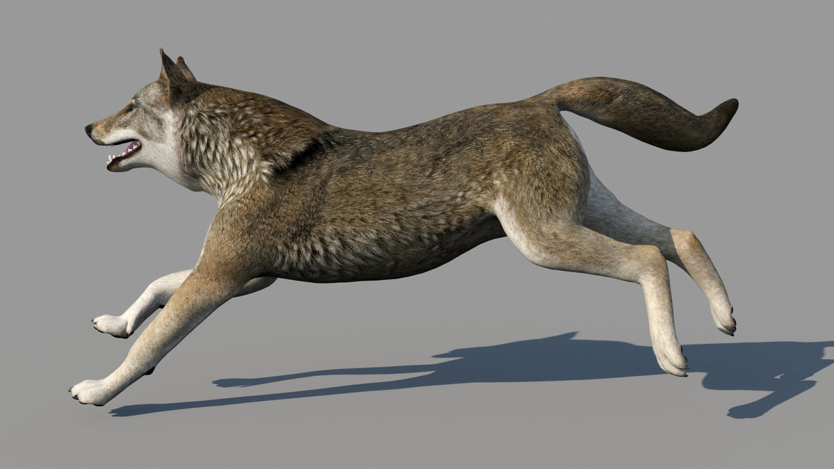 Red Wolf 3D Model Animated - 360 Degree View