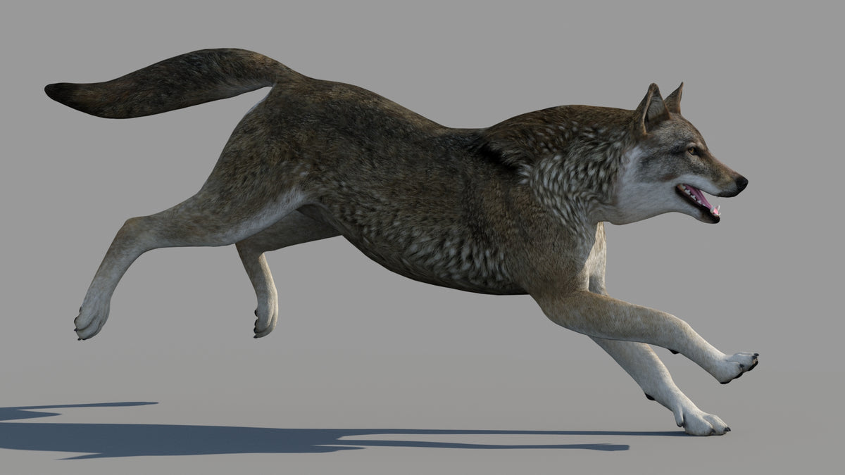 Red Wolf 3D Model Animated - 360 Degree View