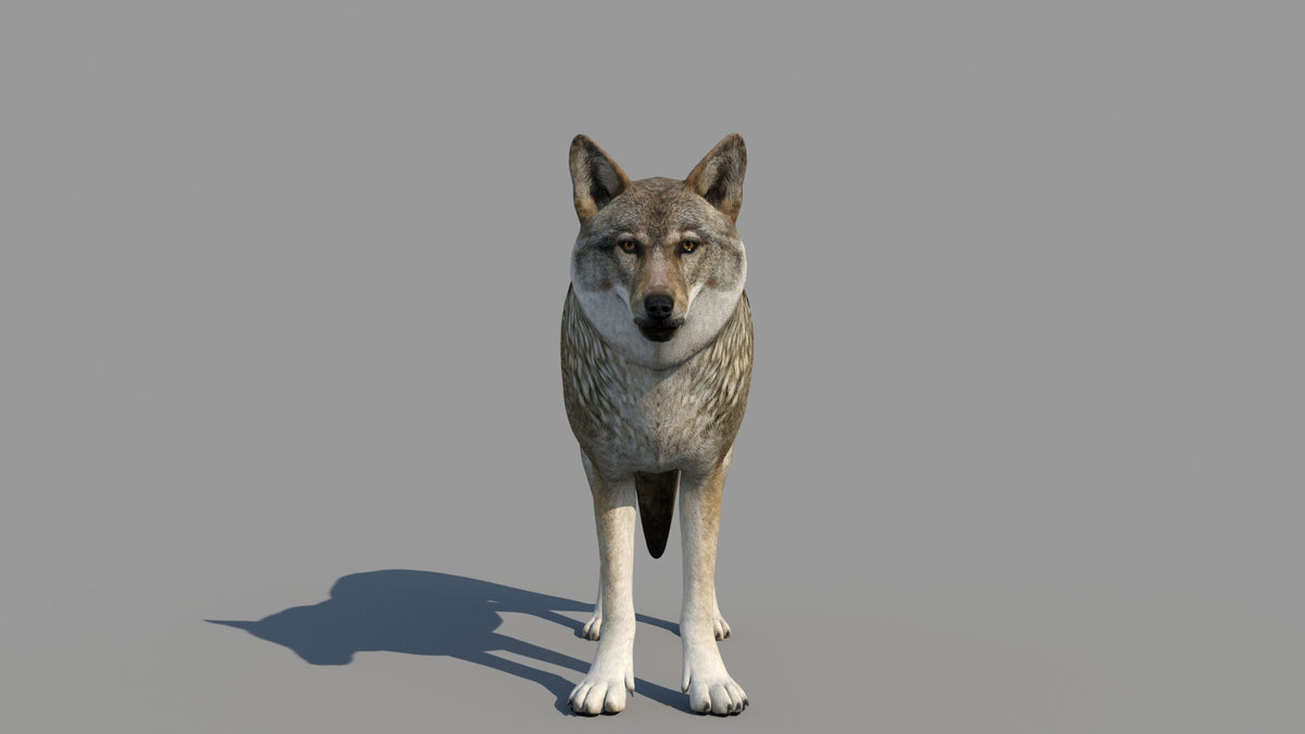 Red Wolf 3D Model Animated - 360 Degree View