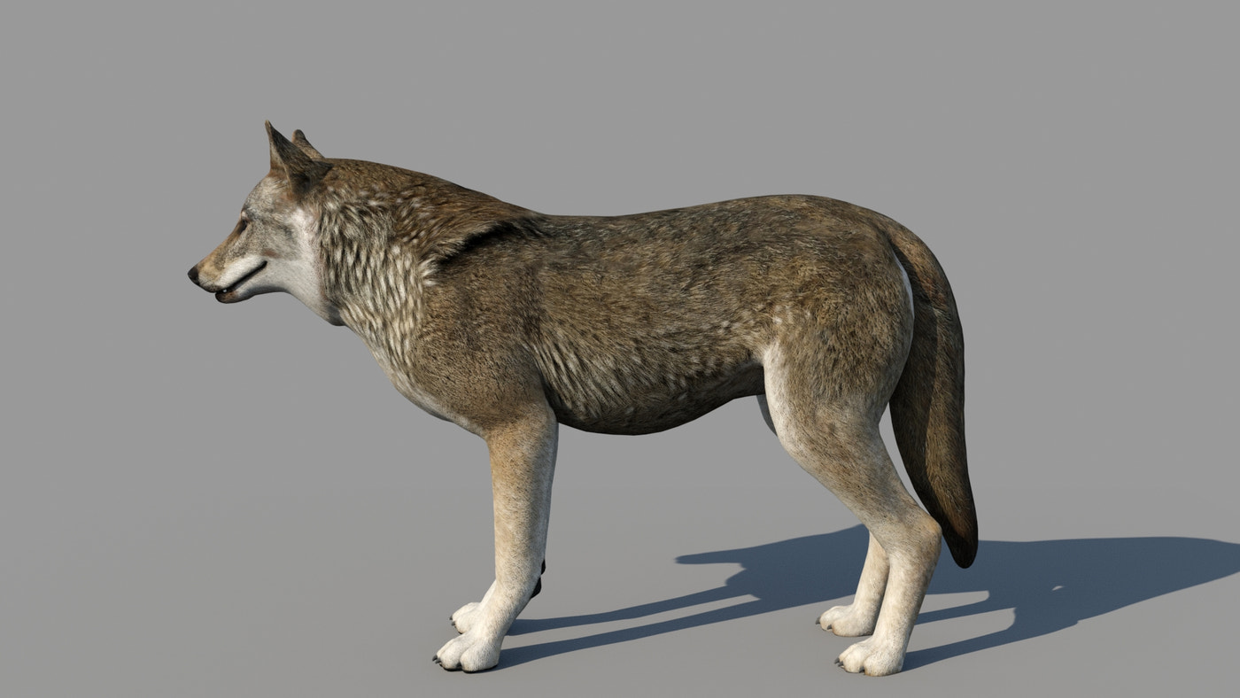Rigged & Animated Black Bear & Red Wolf Forest Predators 3D Bundle - 360 Degree View