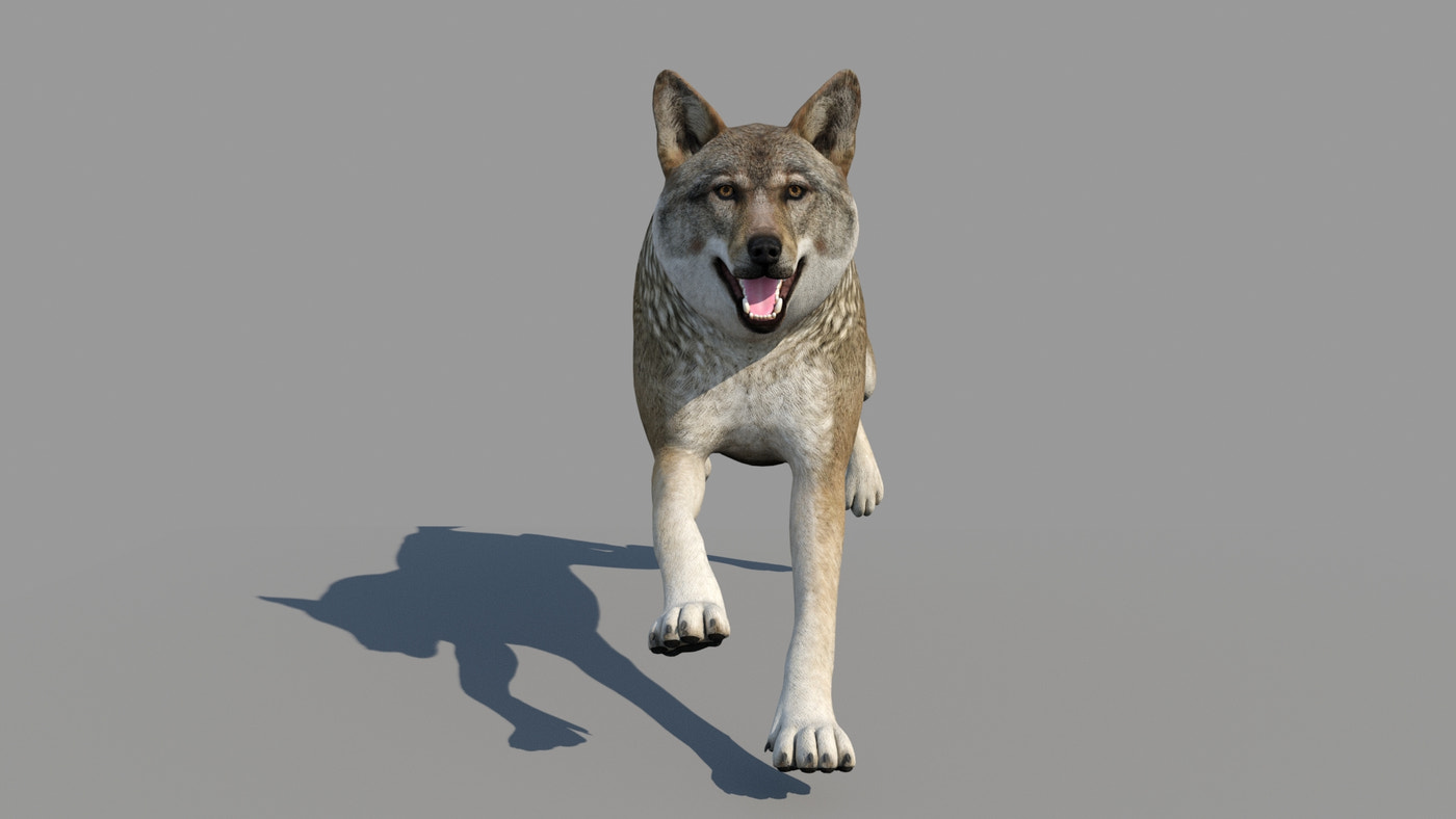 Rigged & Animated Black Bear & Red Wolf Forest Predators 3D Bundle - 360 Degree View