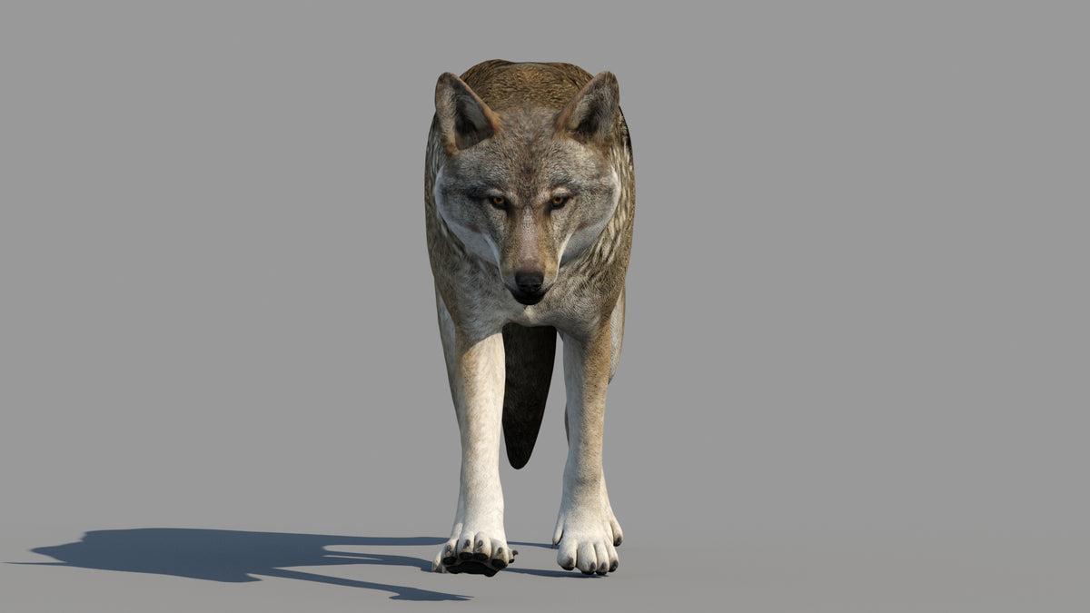 Rigged & Animated Black Bear & Red Wolf 3D Bundle - 360 Degree View