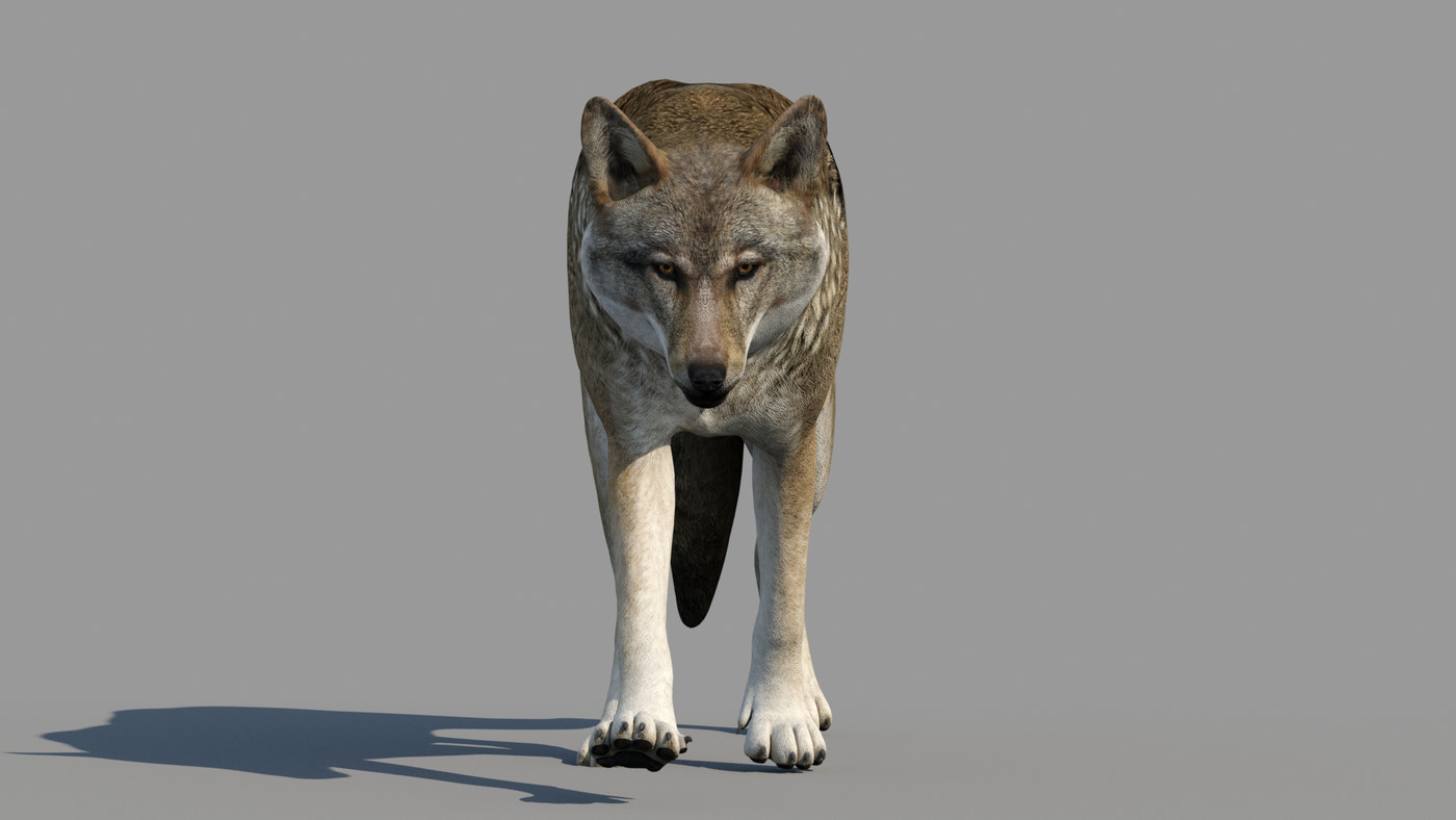 Rigged & Animated Black Bear & Red Wolf Forest Predators 3D Bundle - 360 Degree View