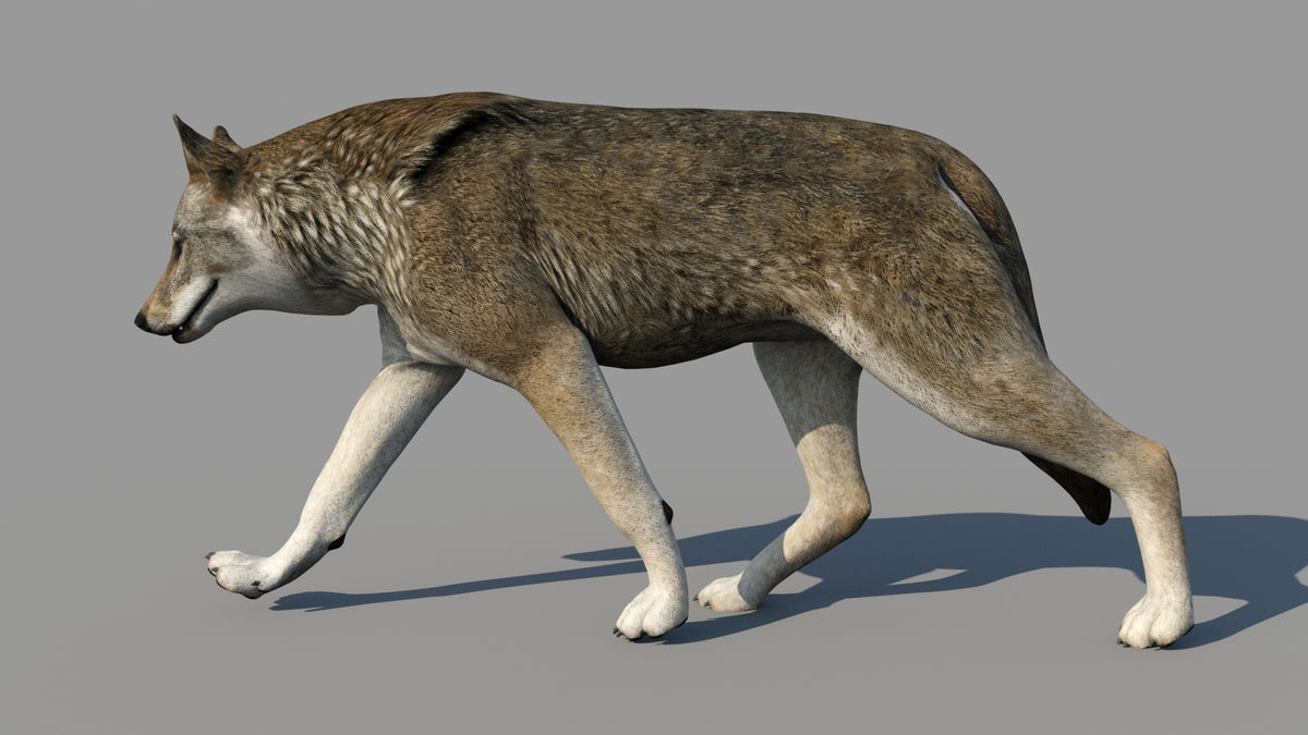 Red Wolf 3D Model Animated - 360 Degree View
