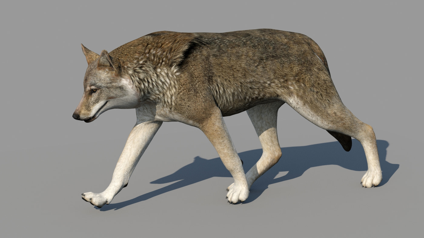 Rigged & Animated Black Bear & Red Wolf Forest Predators 3D Bundle - 360 Degree View