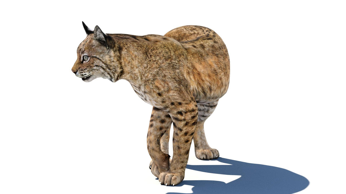 Rigged Bobcat 3D Model - Game-Ready - 360 Degree View