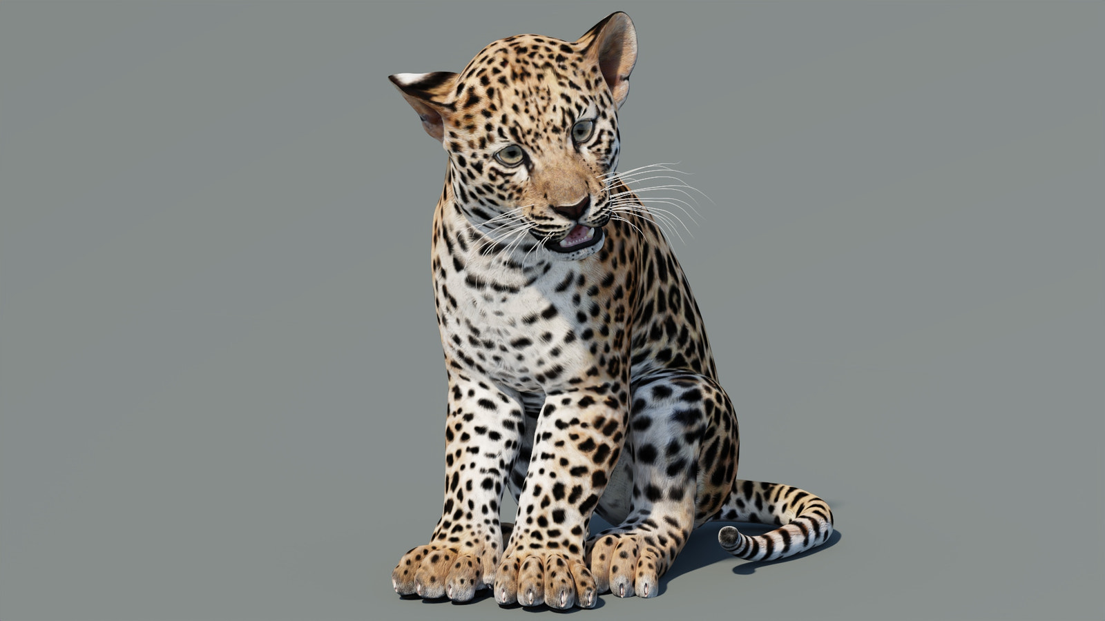 Rigged Leopard Cub 3D Model for Game