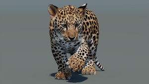 Rigged Leopard Cub 3D Model for VR/ AR Thumbnail