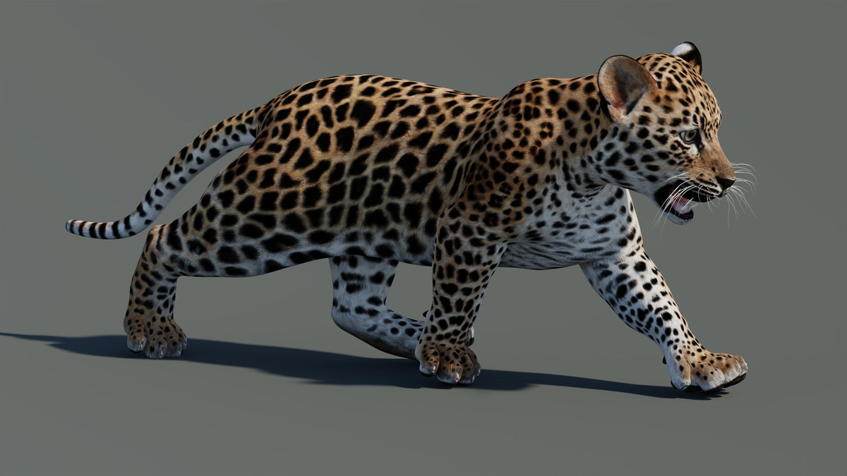 Rigged Leopard Cub 3D Model for Game