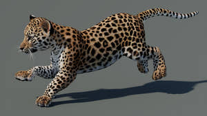 Rigged Leopard Cub 3D Model for Game running Pose Thumbnail