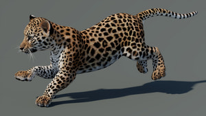 Rigged Leopard Cub 3D Model for Game running Pose Thumbnail