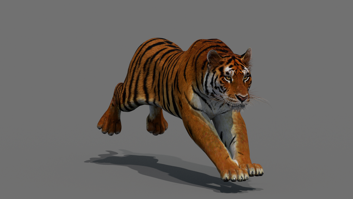 Tiger 3D Model Animated - 360 Degree View