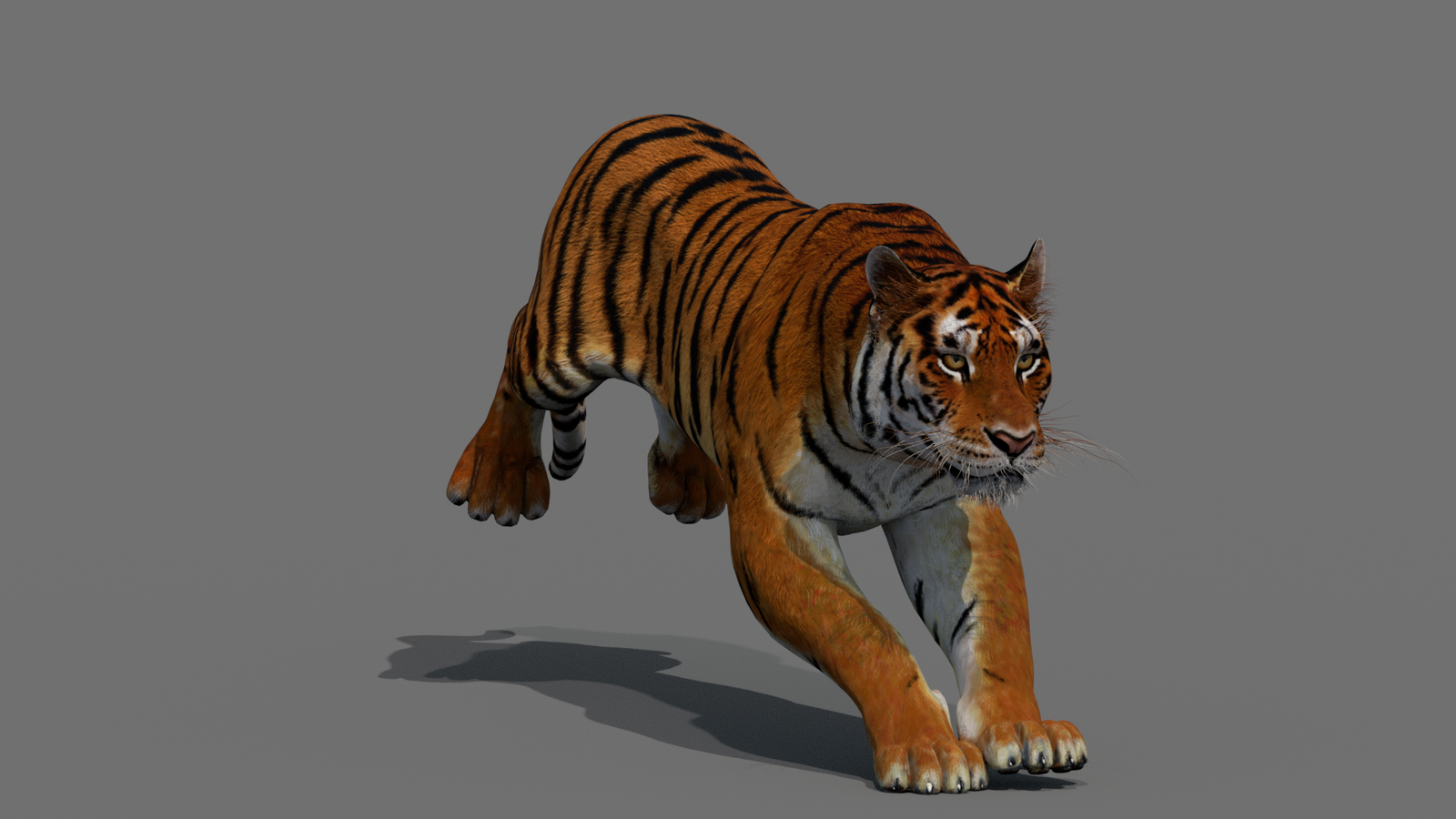 Tiger 3D Model Animated 360° view 4 frame 2