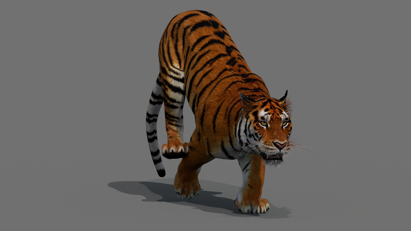 Tiger 3D Model Animated 360° view 4 frame 5