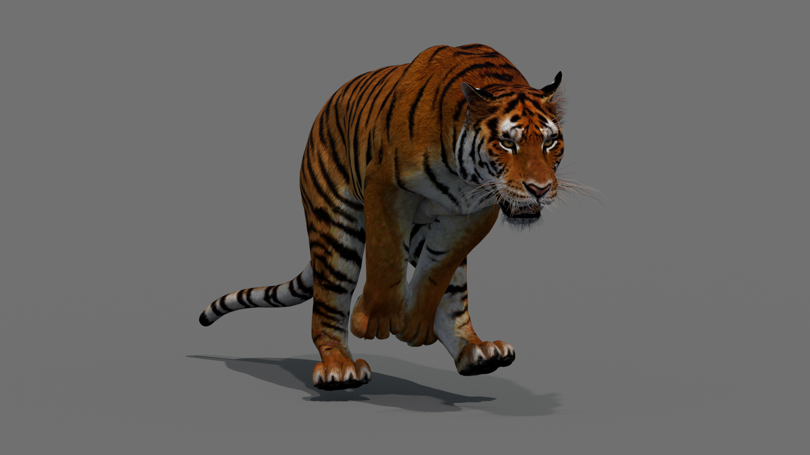 Tiger 3D Model Animated 360° view 4 frame 9