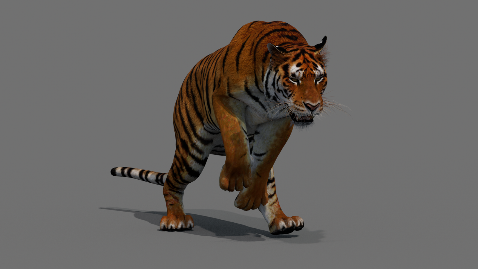 Tiger 3D Model Animated 360° view 4 frame 10