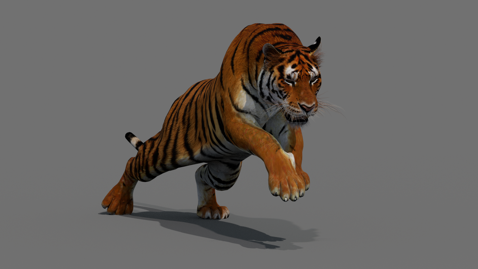 Tiger 3D Model Animated 360° view 4 frame 13