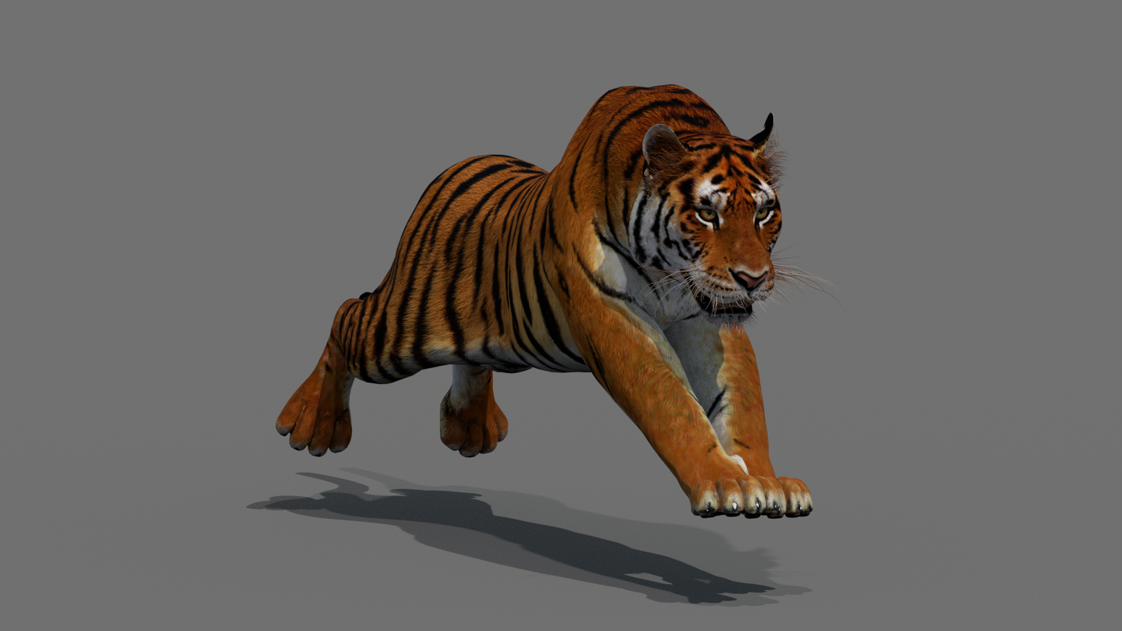 Tiger 3D Model Animated 360° view 4 frame 15