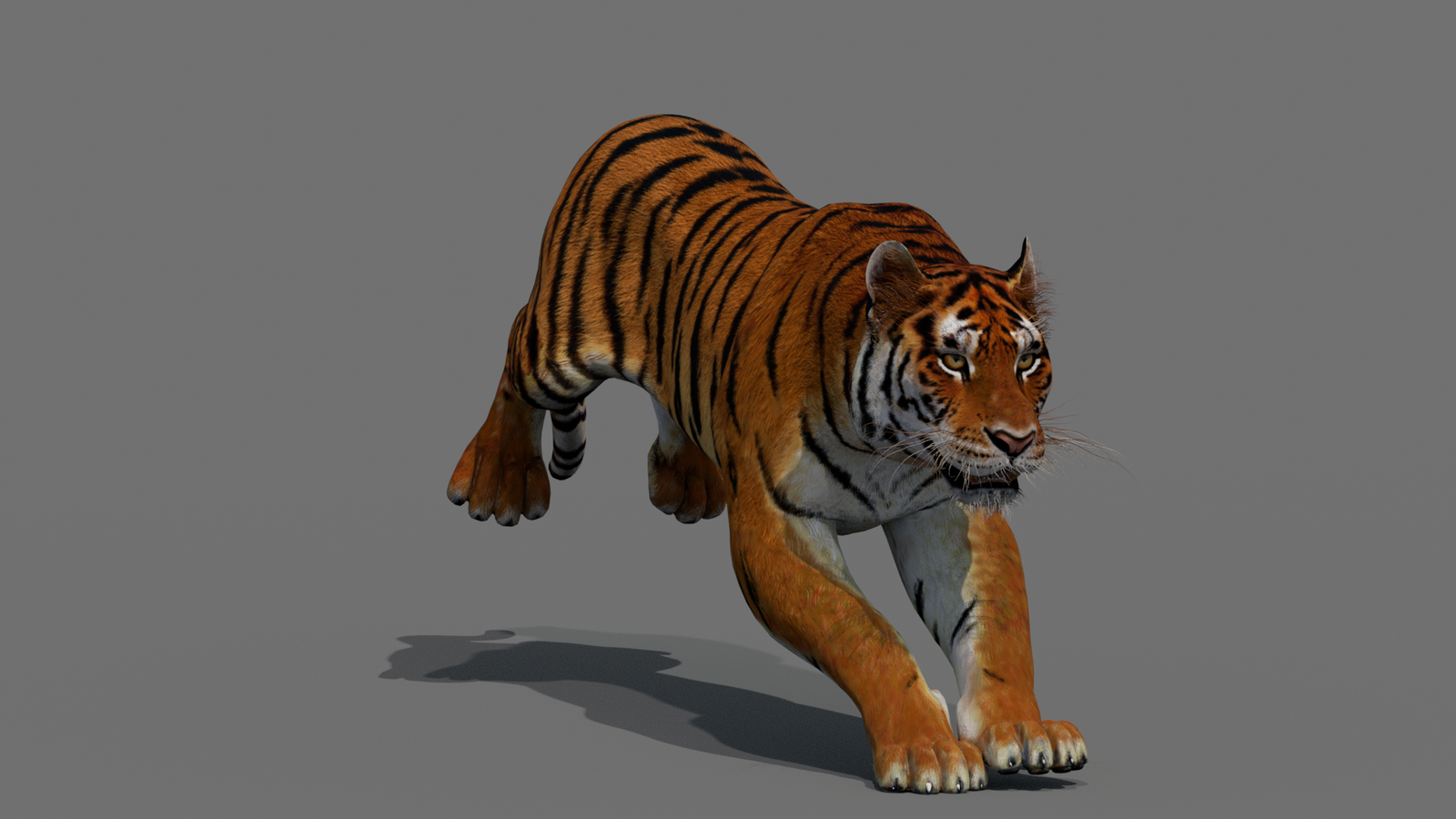 Tiger 3D Model Animated 360° view 4 frame 17