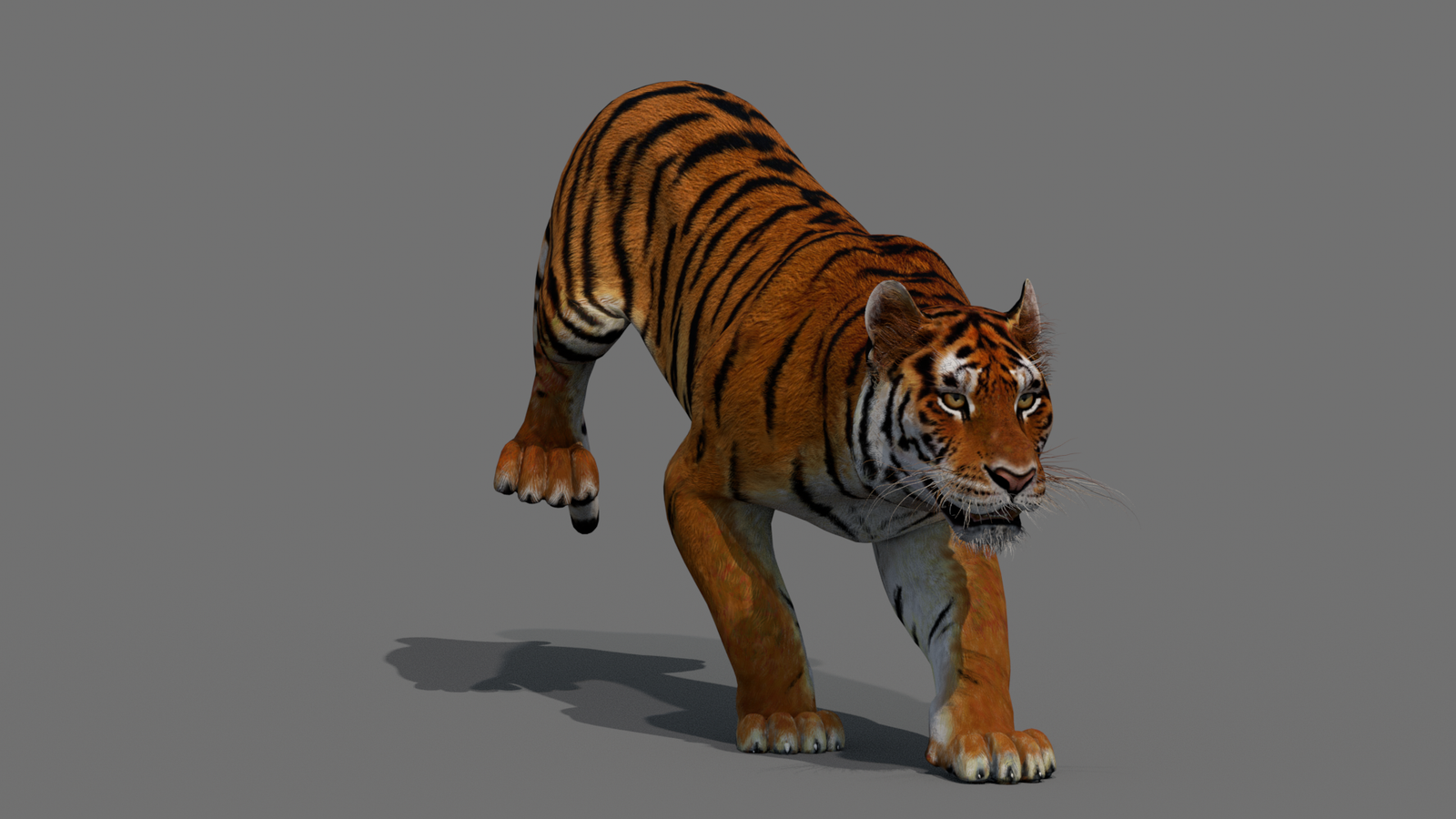 Tiger 3D Model Animated 360° view 4 frame 18