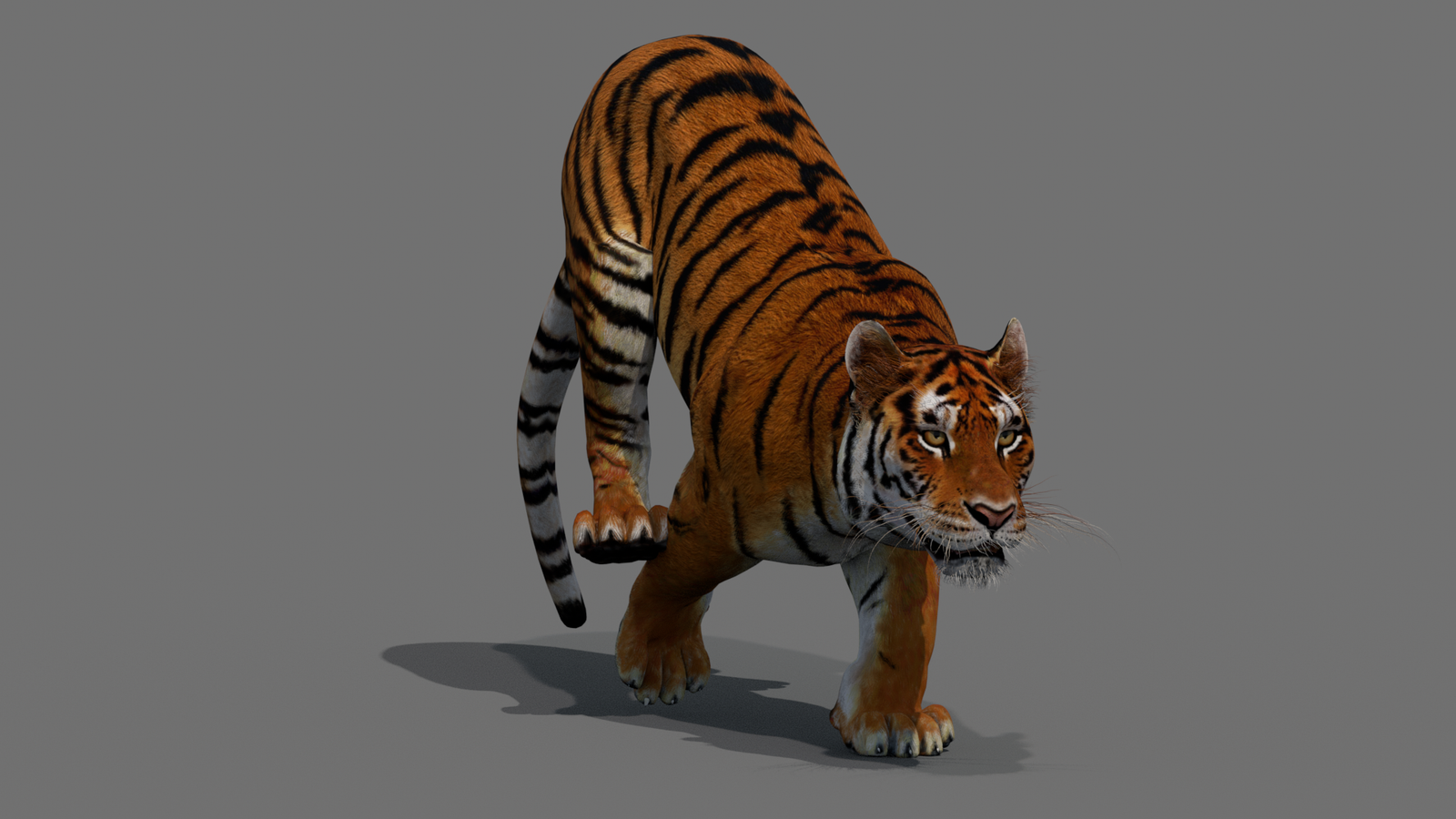 Tiger 3D Model Animated 360° view 4 frame 20