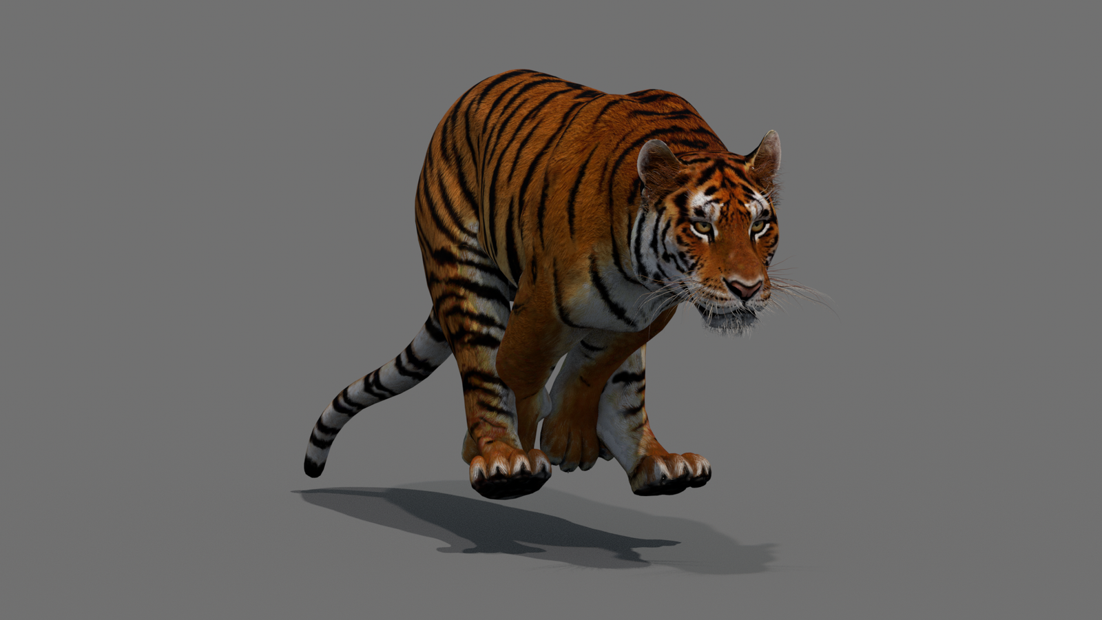 Tiger 3D Model Animated 360° view 4 frame 23