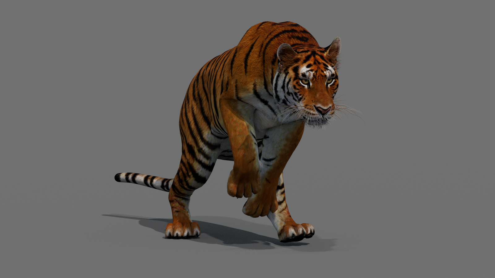 Tiger 3D Model Animated 360° view 4 frame 25