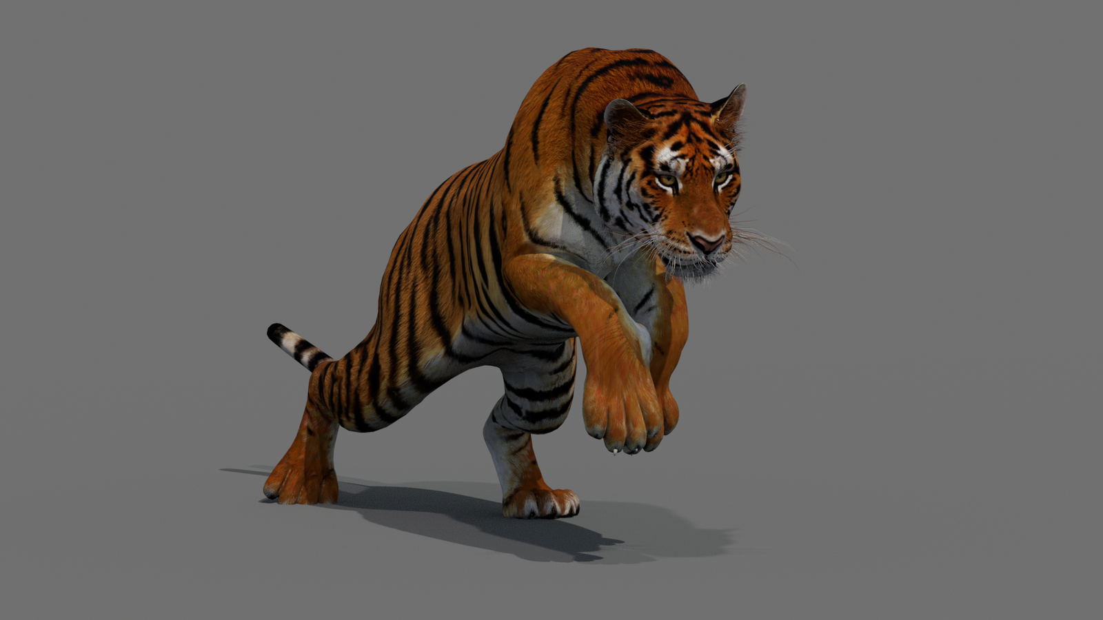 Tiger 3D Model Animated 360° view 4 frame 27