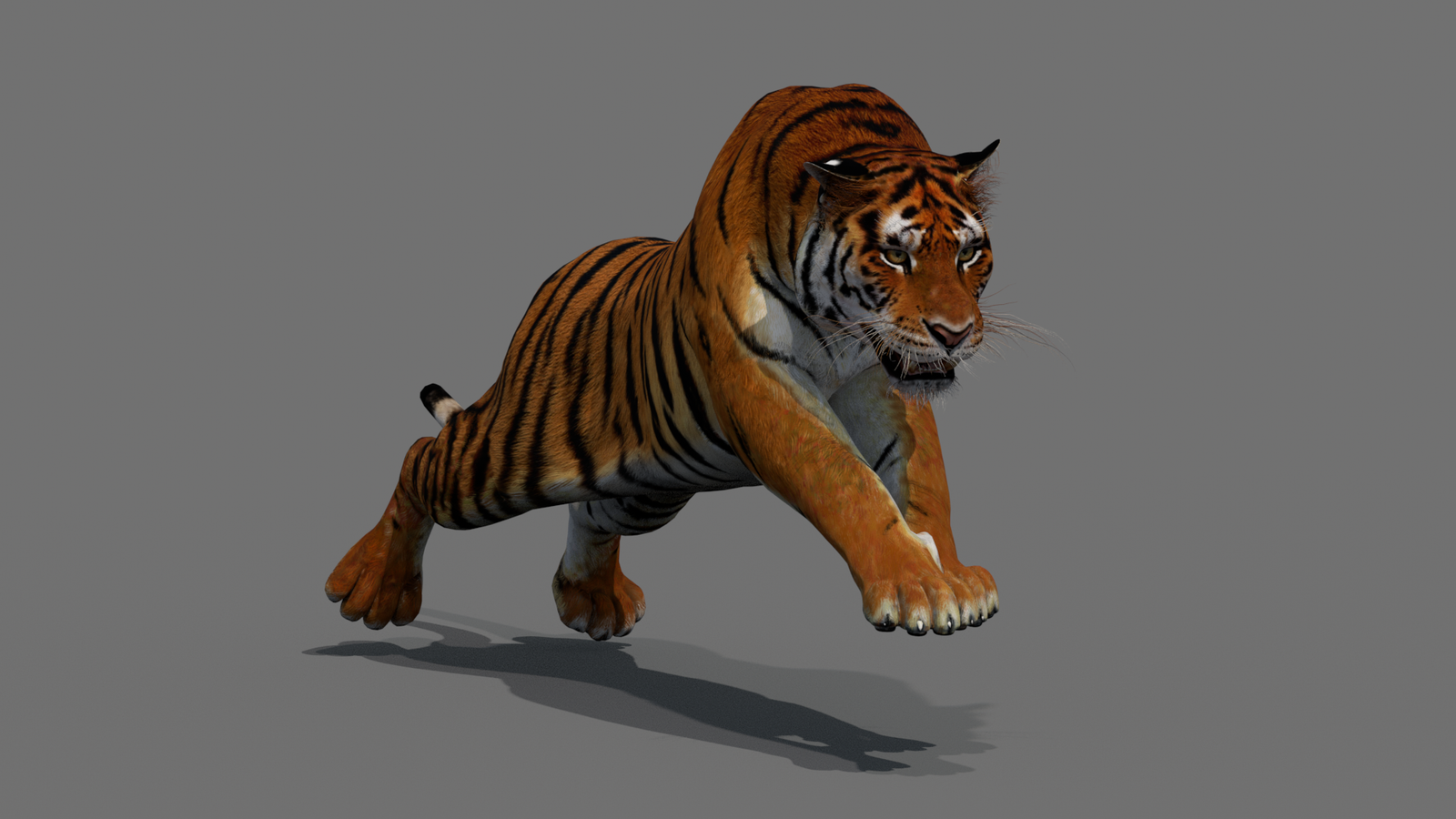 Tiger 3D Model Animated 360° view 4 frame 29