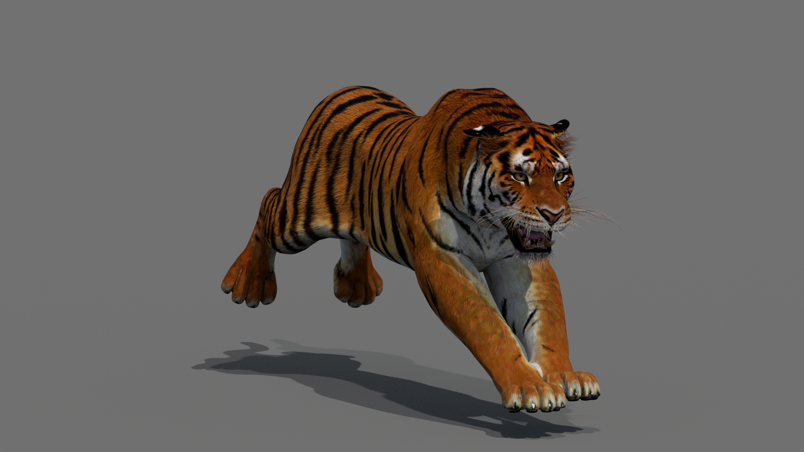 Tiger 3D Model Animated 360° view 4 frame 31