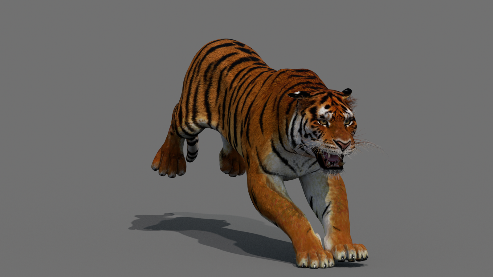 Tiger 3D Model Animated 360° view 4 frame 32