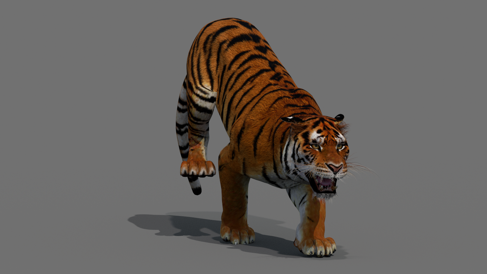 Tiger 3D Model Animated 360° view 4 frame 34