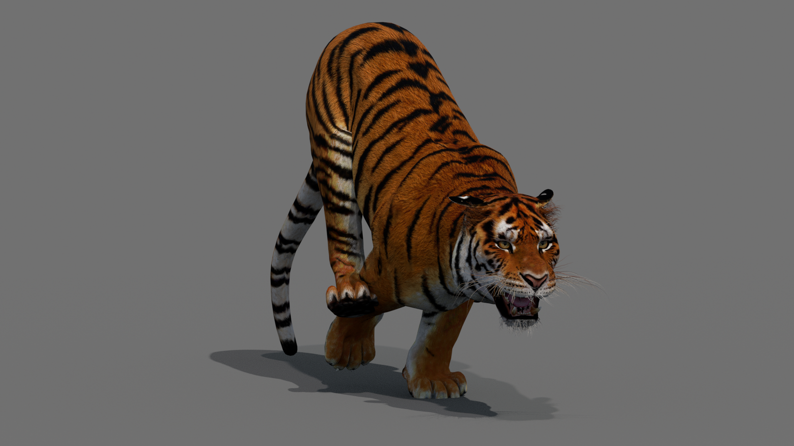 Tiger 3D Model Animated 360° view 4 frame 36