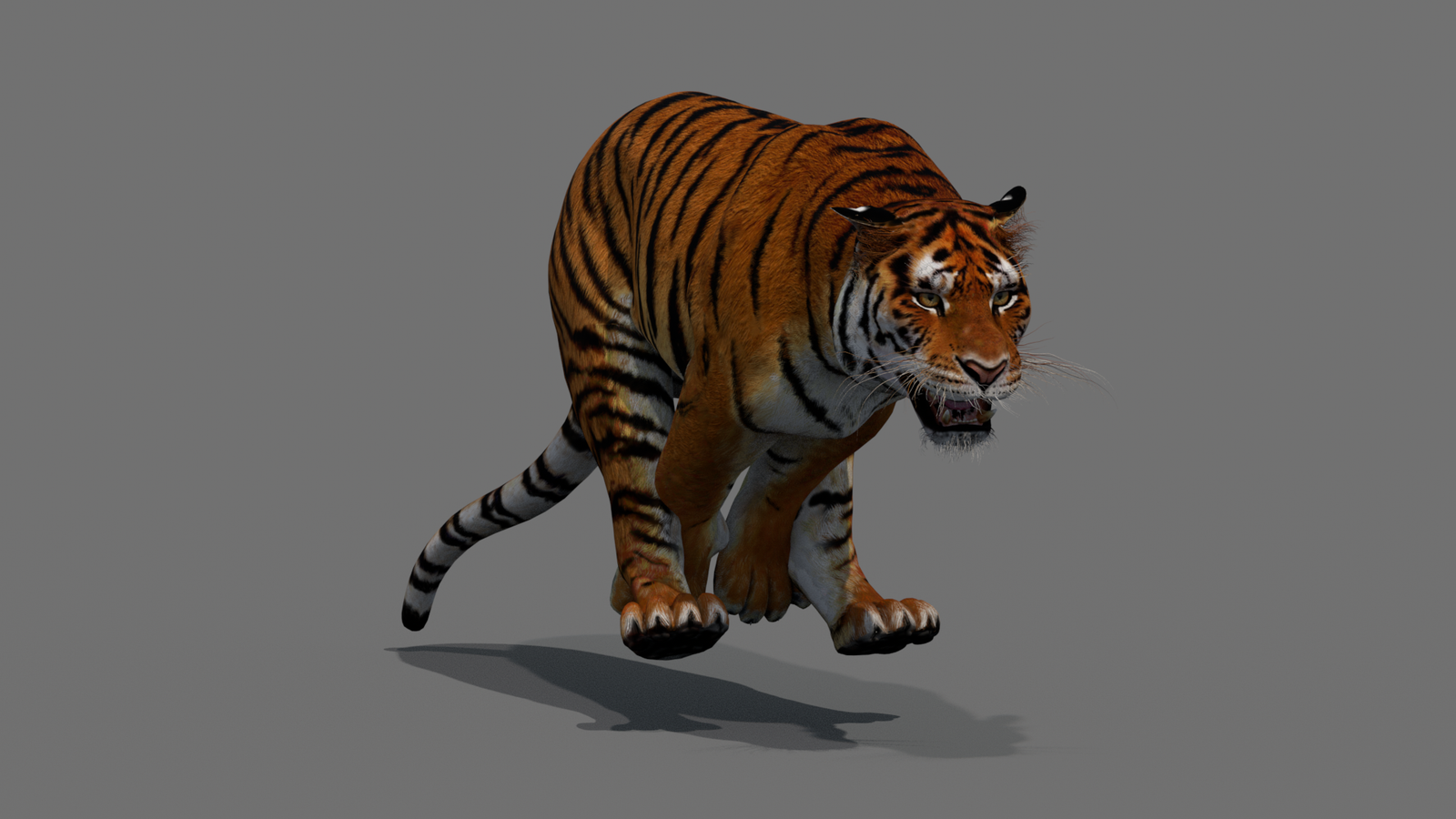 Tiger 3D Model Animated 360° view 4 frame 38